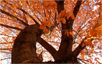 在线永久免费轰炸云呼