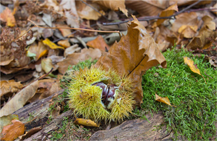 寻找短信呼叫轰炸app